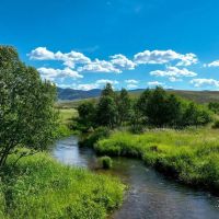 Trout Garden on Tomichi Creek images 5
