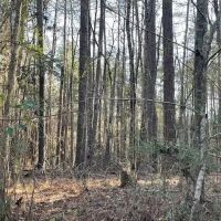 412 Acres in Rankin County on Woodrow Martin Road in Brandon MS images 5