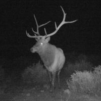 Sevilleta Hills Elk Ranch