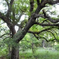 Chappell Creek Ranch images 4