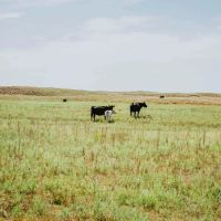 The Dillon Ranch images 2