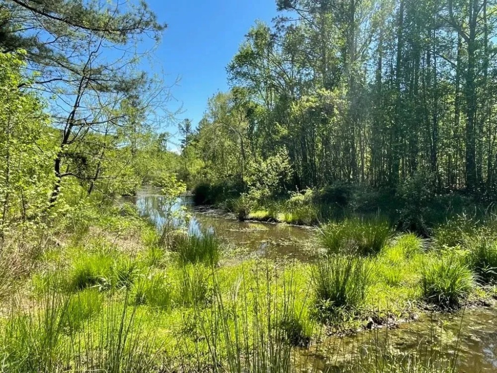 - 36.37 Acres on 440 Mt. Carmel Road in Abbeville SC featured image
