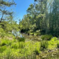 - 36.37 Acres on 440 Mt. Carmel Road in Abbeville SC