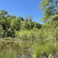 - 36.37 Acres on 440 Mt. Carmel Road in Abbeville SC images 2