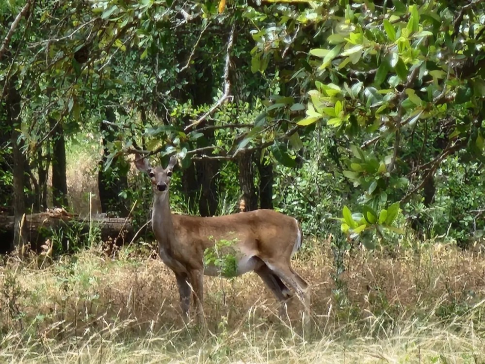 New Listing 20.02 Acres Comanche County featured image