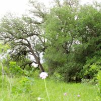 New Listing 20.02 Acres Comanche County images 3