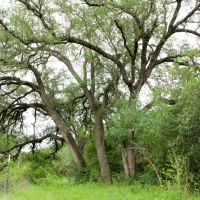 New Listing 20.02 Acres Comanche County images 4