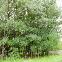 New Listing 20.02 Acres Comanche County images 5