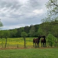 Land Tract Without Restrictions For Sale in Northwest GA