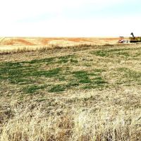 160 Acres of Farmland in Gove County KS for Sale