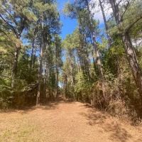33 acres- Mature Timber- Salem School District images 2