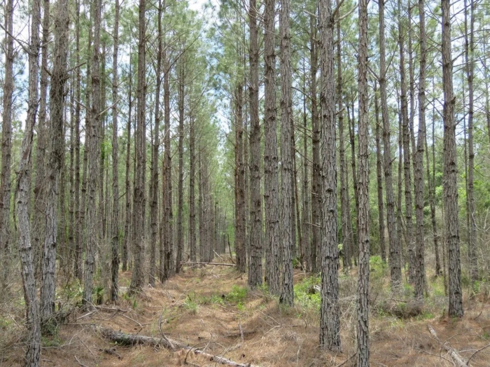 Waccasassa Flatwoods West Tract featured image