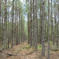 Waccasassa Flatwoods West Tract