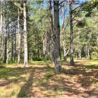 35.5 Acres in Neshoba County in Union MS images 4