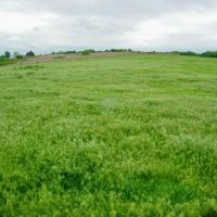30 Acre Pasture or Homesite in McLain Co Oklahoma images 2