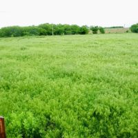 30 Acre Pasture or Homesite in McLain Co Oklahoma images 3