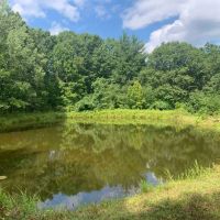 38 acres with Cabin and Pond in Rensselaerville NY 50 Frieda s Hill Lane images 3