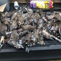 Dove pic