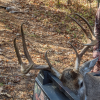 1 buck and doe