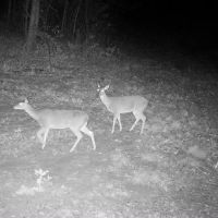 Available NOW! Hunting lease with cabin, electric, and pond. Deer, ducks, hogs, and turkey.