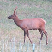 Colorado Private-Property Big Game Hunting