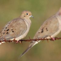 Dove Hunting Lease