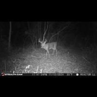 Whitetail Hunting Access