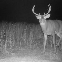 240 acre Hunting Lease in Hardin County, KY. Year long lease. $19 an acre.