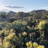 Aquarius cactus trees