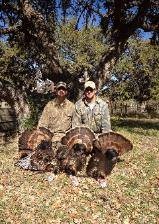 3 turkeys featured image