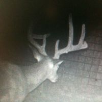 Deer Hunts in Brady, TX - Group Hunts w/ Trophy Whitetails