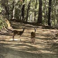 40 Acres Along the Tom Long Creek