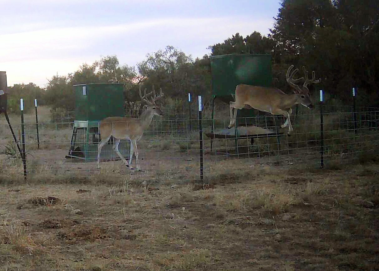 Premium Hunting Lease in Brady, TX 1,100 Acres, Whitetail & Axis
