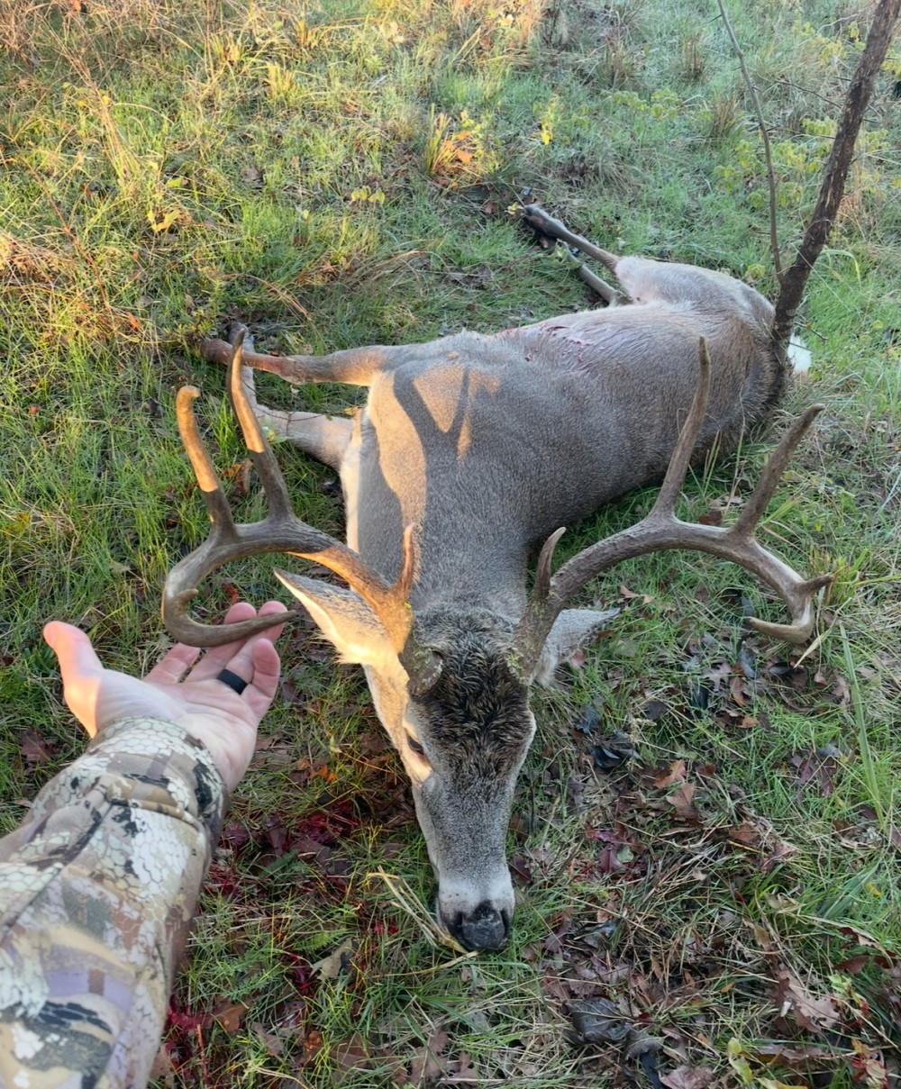 Whitetail featured image