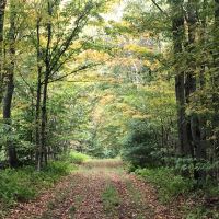 108 Acres Dense Forest on Little Salmon River