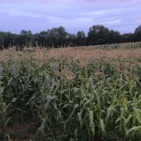 Img 0891