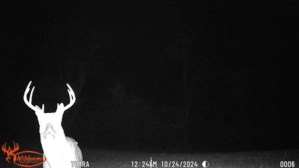Buck 4 featured image