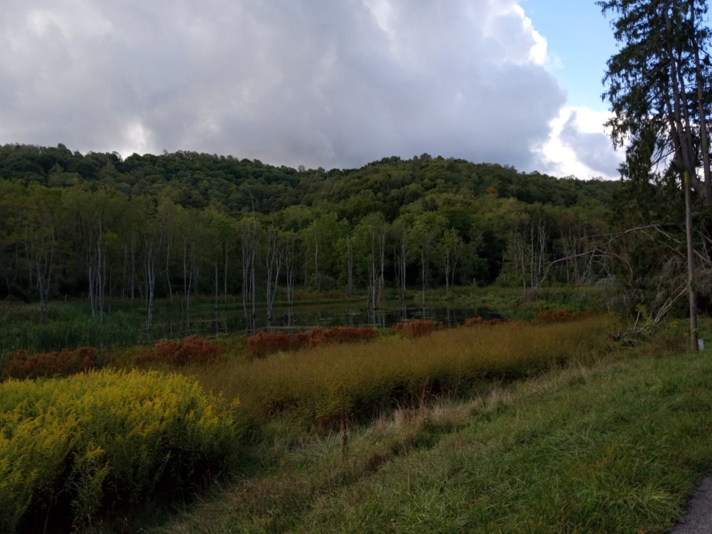 Pond 1 featured image