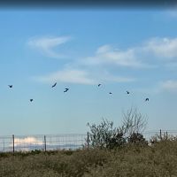 Beautiful Rockdale, TX Dove Hunt