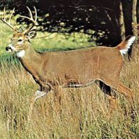 Beautiful, forested 150 Acre Hunting Lease