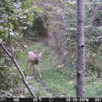 Deer 1