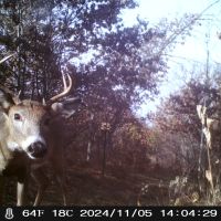 Deer 2