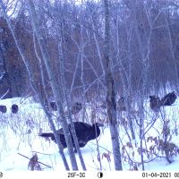 Turkeys