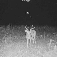Rare opportunity, deer ,duck ,turkey west TN