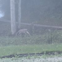 Img 3585