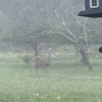 Deer hunting farms in Wolfe co