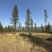 Field nw-dsobjl1f