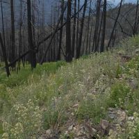 Forested 10 Acre Lot in the Lolo National Forest