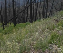 Forested 10 Acre Lot in the Lolo National Forest