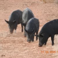 Webb County Hog/Predator